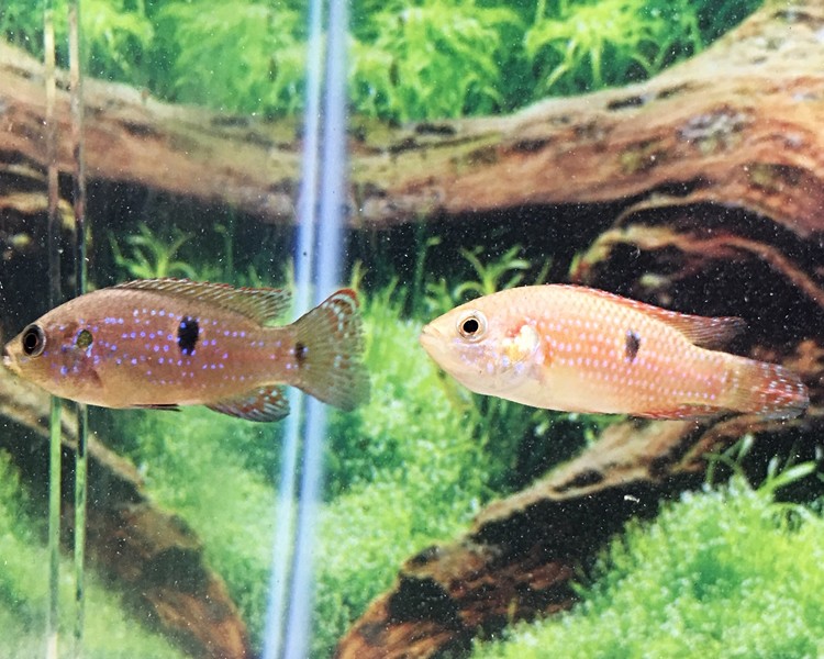 Jewel Cichlid ~ 3cm - 4cm